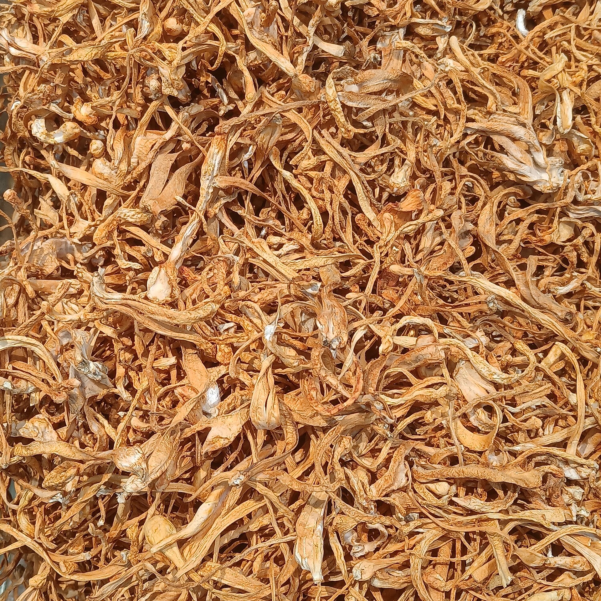 Dried Cordyceps mushroom