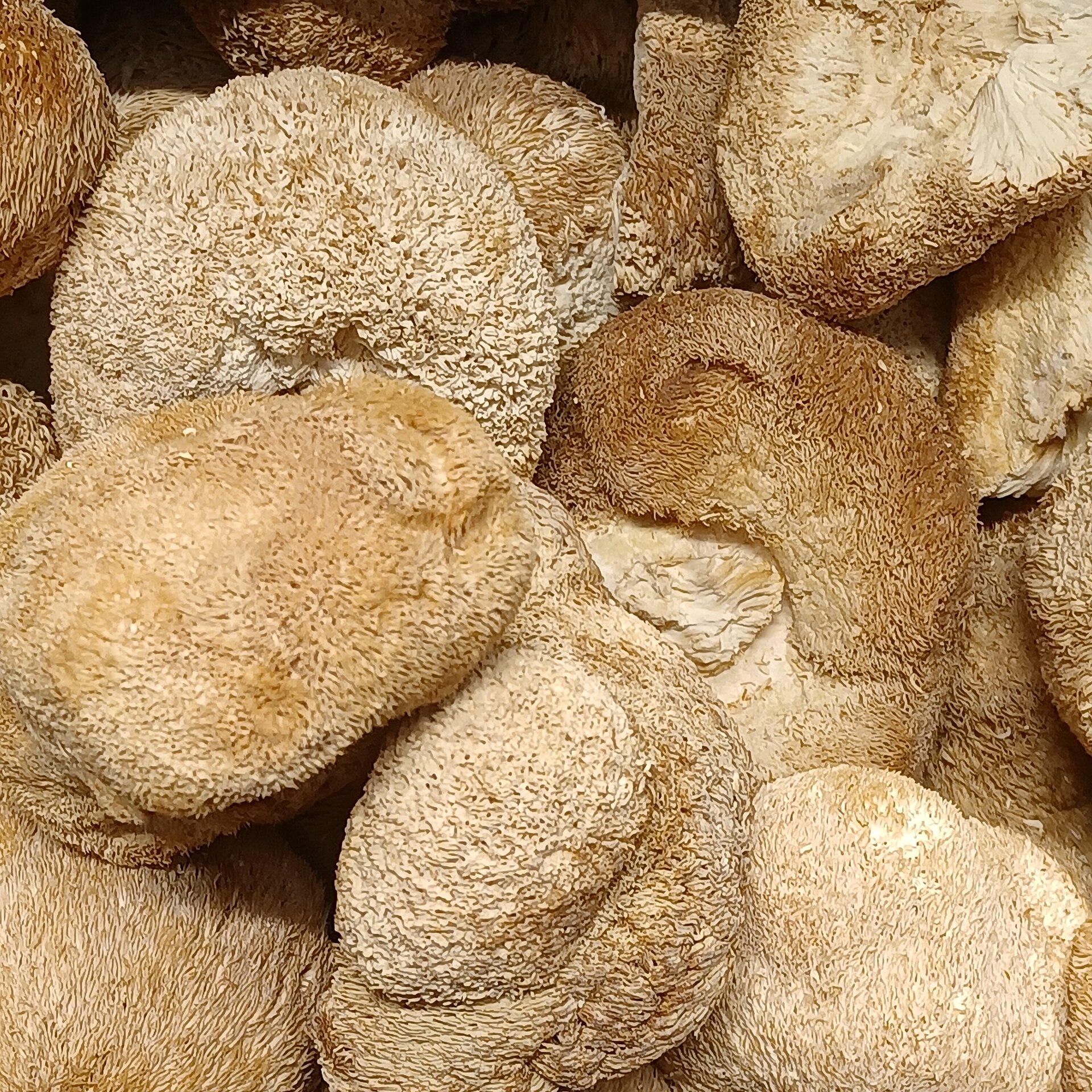 Dried Lion's Mane mushroom
