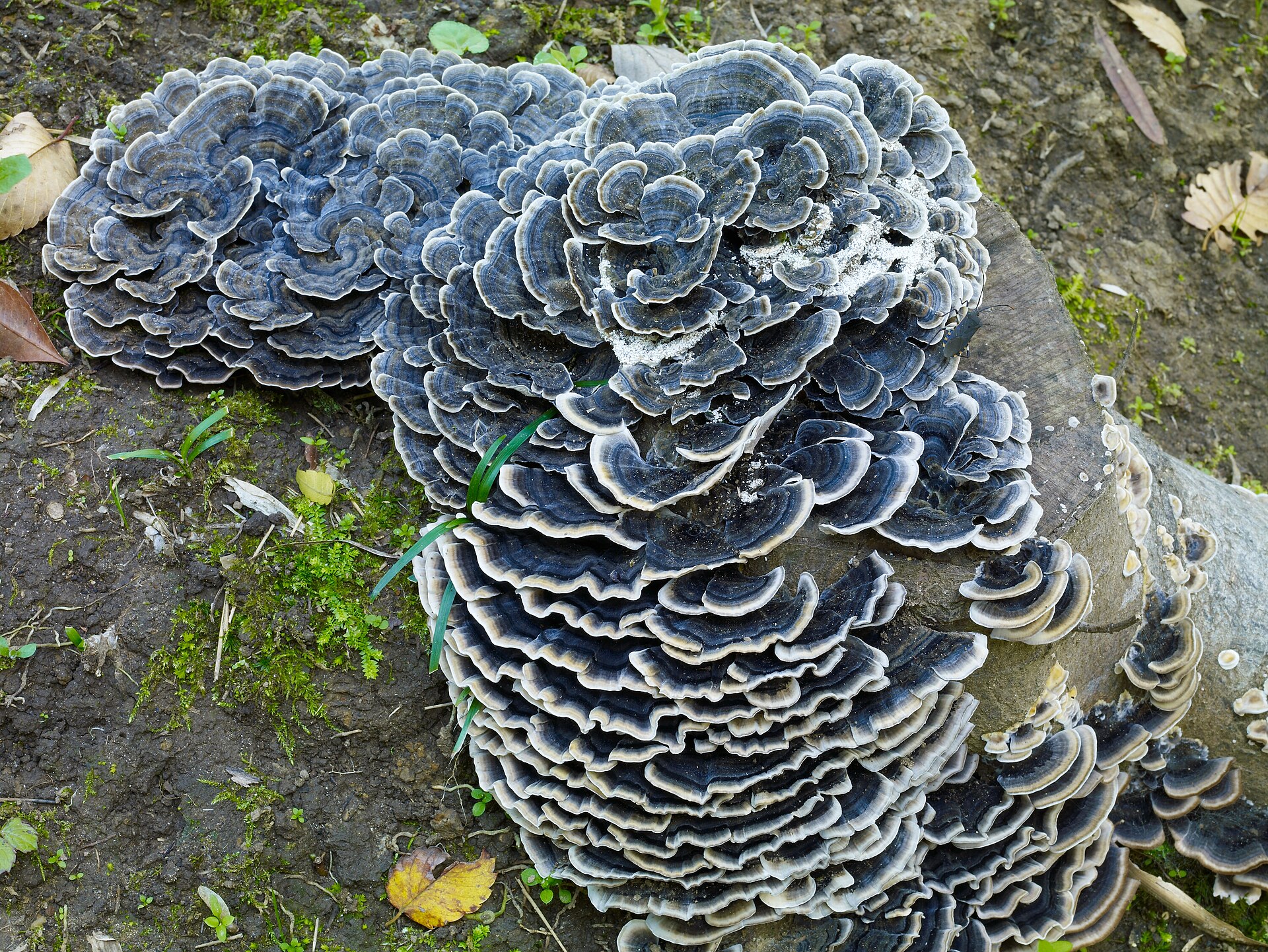 Fresh Turkey Tail mushroom